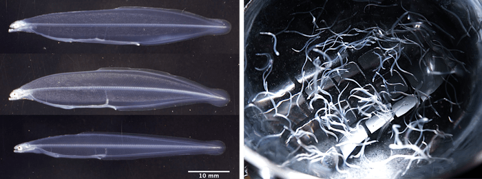 (左)オリジナル飼料の給餌でシラスウナギへの変態を開始したウナギの仔魚(149日齢)、(右)オリジナル飼料等の給餌で育ったシラスウナギ(175日齢)