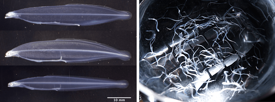 （左）オリジナル飼料の給餌でシラスウナギへの変態を開始したウナギの仔魚（149日齢）、（右）オリジナル飼料等の給餌で育ったシラスウナギ（175日齢）