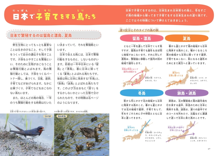 日本で子育てをする鳥たち