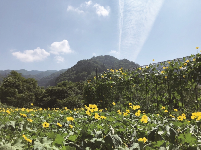 岐阜県郡上市の耕作放棄地を開墾してできた自社有機農場