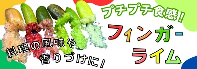 プチプチ食感！長崎県産 フィンガーライムを「ＪＡタウン」の ショップ「もぐもぐながさき」で販売中！ ～料理をさらに美味しく華やかに～