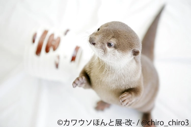 インスタ人気者が集合「カワウソほんと展 -改-」3/30～4/22開催 　可愛いだけじゃない生態的な“ほんと”を大学教授が解説