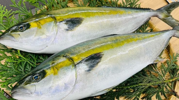 アセロラブリヒラ