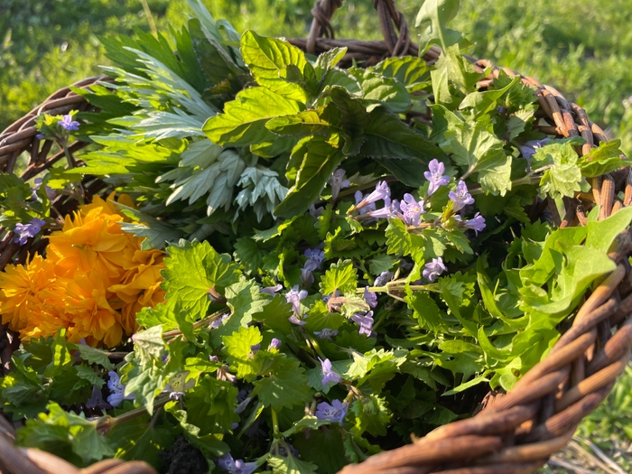 フレッシュ和ハーブ