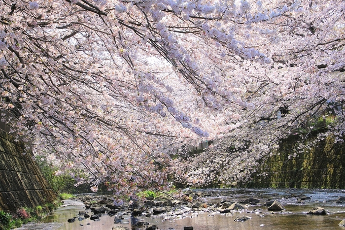 市内のさくらの名所 恩田川