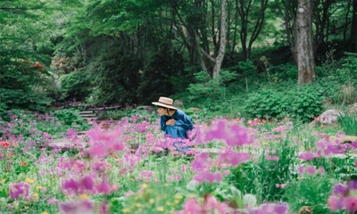 六甲高山植物園 花盛り！ 大群落の「クリンソウ」が見頃です