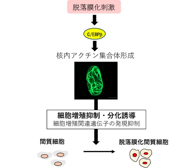 図3:C/EBPβを介した核内Fアクチン集合体形成と脱落膜化における役割 脱落膜化刺激により活性化されたC/EBPβが核内アクチン集合体形成を誘導する。これにより、細胞増殖が抑制され脱落膜化という分化現象が誘導される。