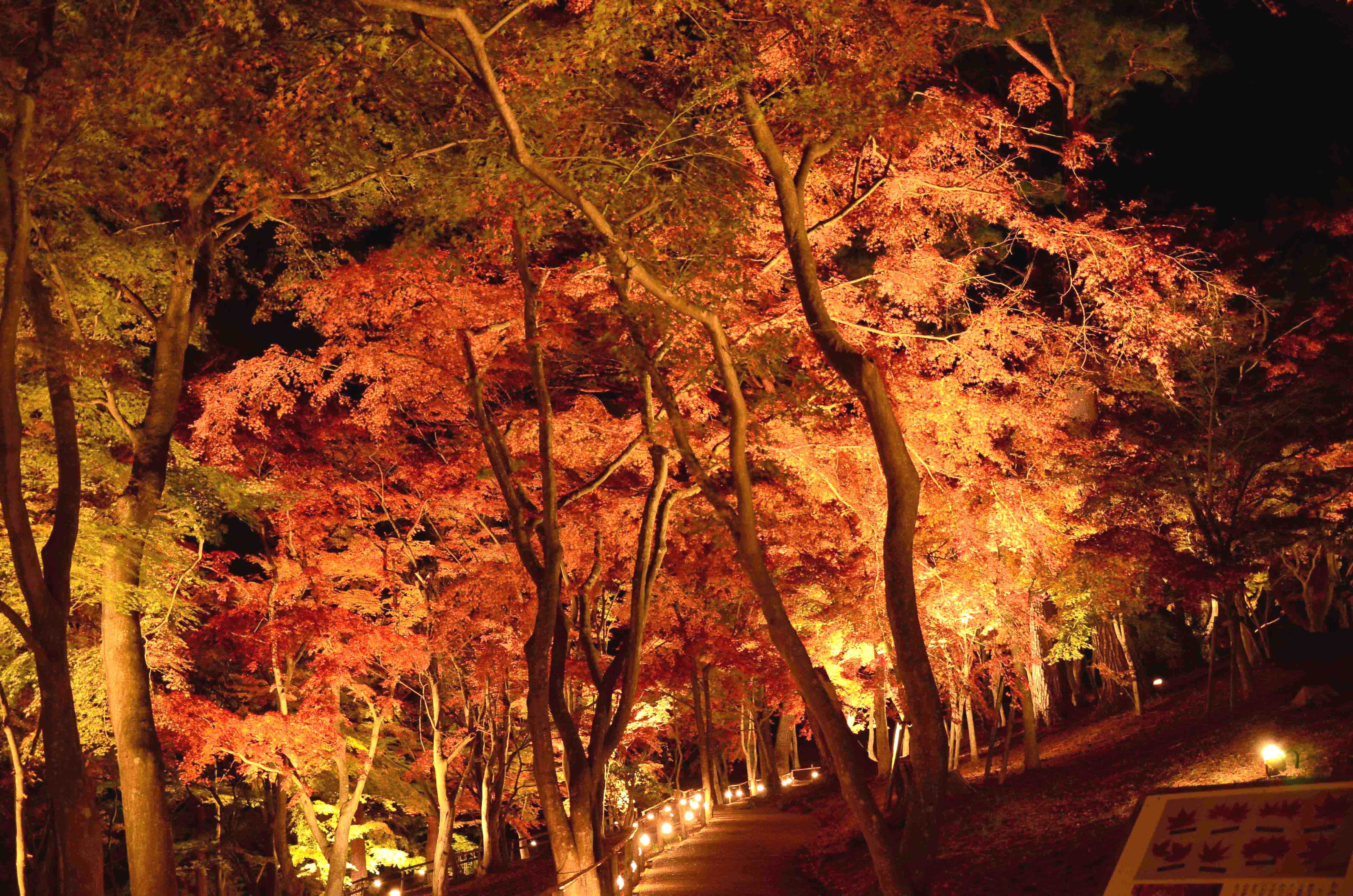 修善寺虹の郷　11月16日（土）～12月1日（日） 夜の園内を楽しむ「もみじライトアップ」開催