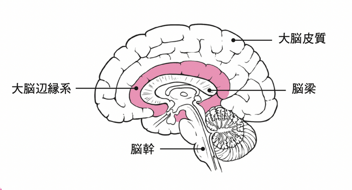 大脳辺縁系