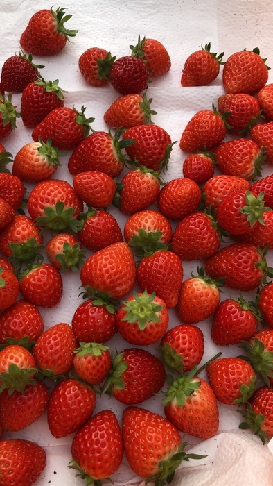 AIいちご【よつぼし】選別