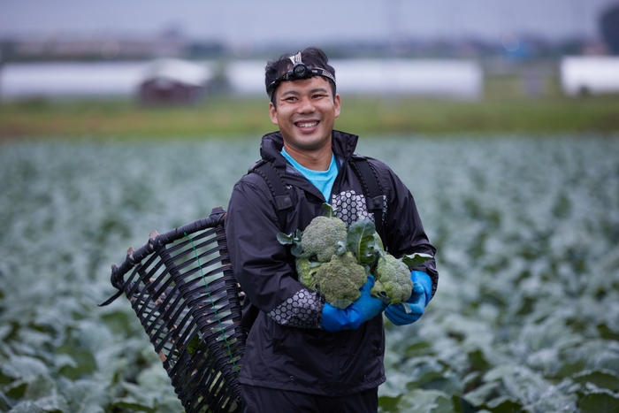 鳥取県西伯郡大山町 朝採れブロッコリー