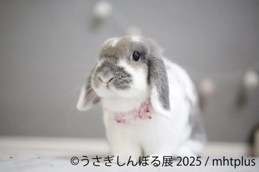 ＼祝9周年／“うさぎの魅力”が詰まった作品展示＆限定グッズ、 さらにワークショップまで！「うさぎしんぼる展 2025」 9月19日(金)～10月13日(月・祝日) 東京にて開催