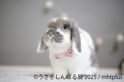 展示作品：mhtplus