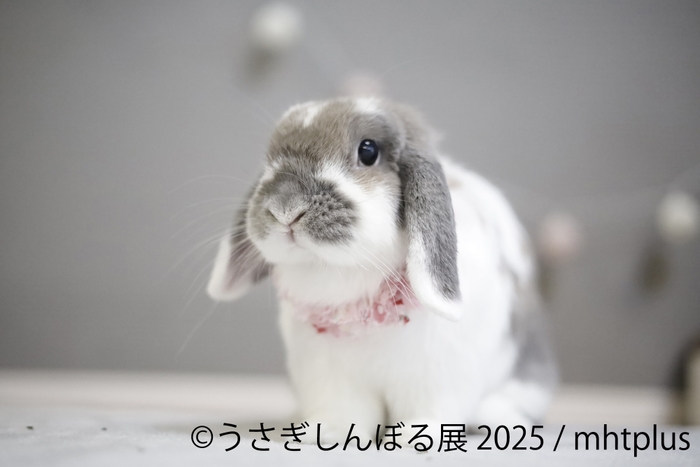 展示作品:mhtplus