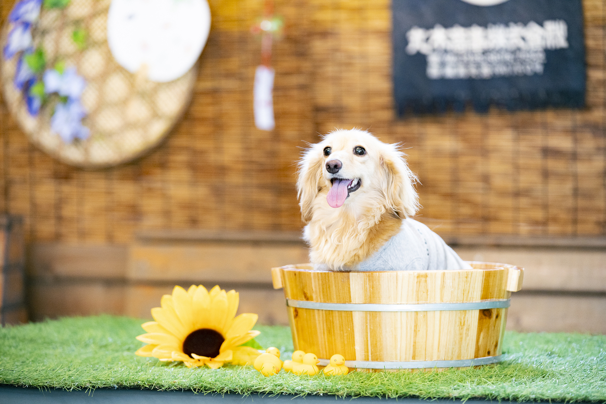 ツリーハウスのあるカフェで日本の夏を愛犬と共に楽しむ 「ワンワンコムナ」開催