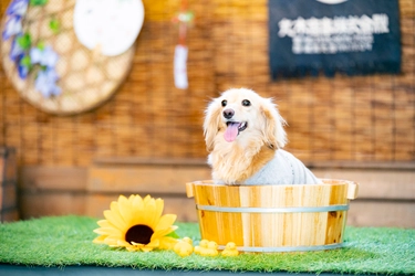 ツリーハウスのあるカフェで日本の夏を愛犬と共に楽しむ 「ワンワンコムナ」開催