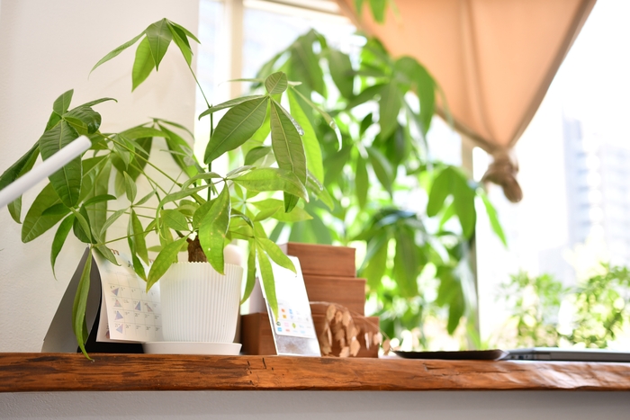 店内にたくさんの植物