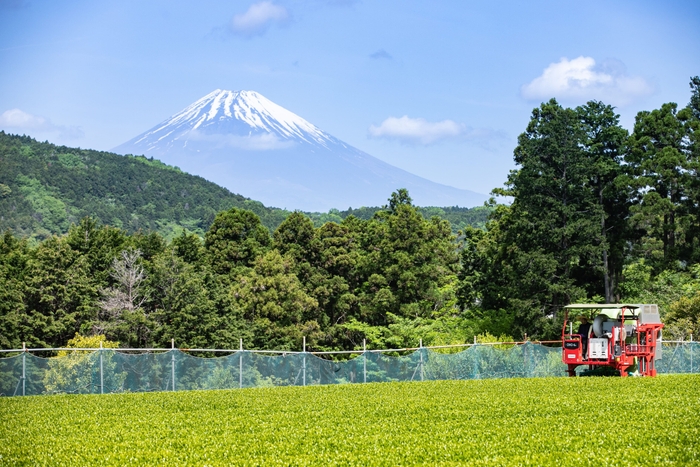 丹那茶茶畑の様子