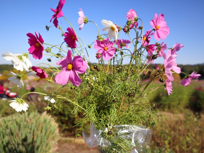 コスモスの花摘み体験