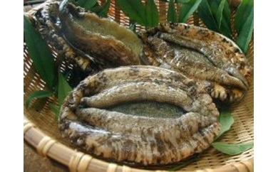 瀬戸内産黒鮑