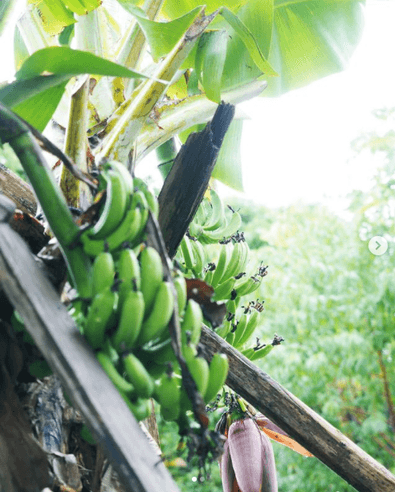 うきうきバナナ(喜界島産無農薬バナナ)