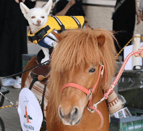 ポニー乗馬体験「ポニーのミルキーとリアン君」