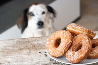 食物アレルギーを予防するためには飼い主さんの協力が必ず必要となります。愛犬のためにも食事管理を正しく行いましょう!