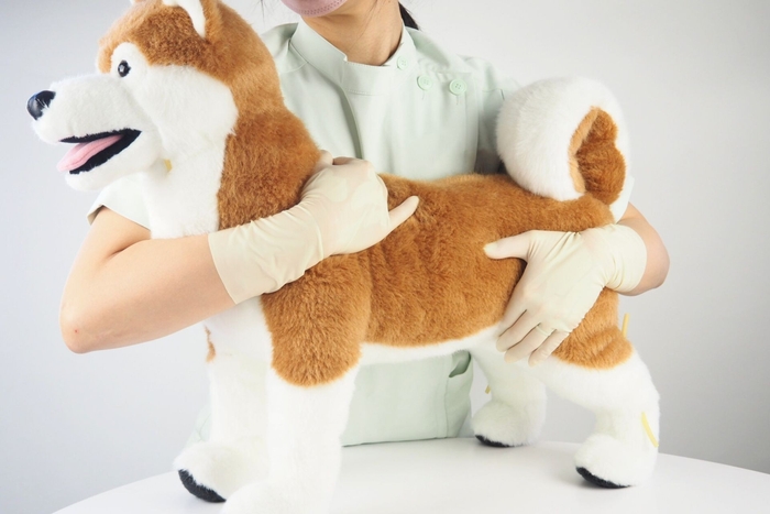 しばわん使用例