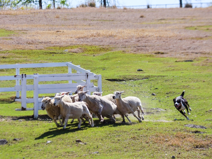 シープドッグショー(3)