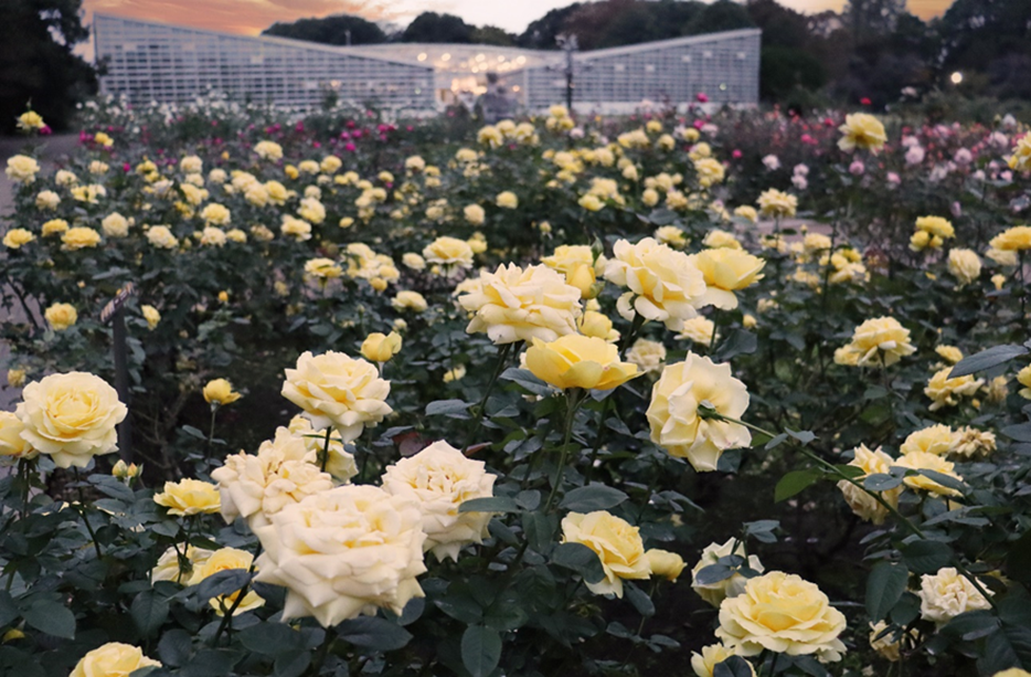 神代植物公園「秋のバラフェスタ」10/７（火）～開催！