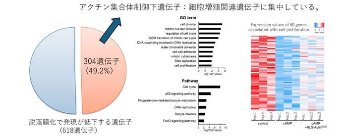 図2：核内アクチン集合体形成により制御される脱落膜化関連遺伝子　304遺伝子が、核内アクチン集合体形成により負に制御されていた。これらの多くは、細胞増殖にかわる遺伝子であった。