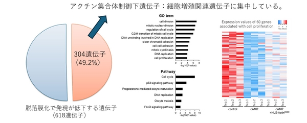 図2:核内アクチン集合体形成により制御される脱落膜化関連遺伝子 304遺伝子が、核内アクチン集合体形成により負に制御されていた。これらの多くは、細胞増殖にかわる遺伝子であった。