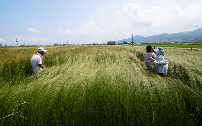 い草の生産風景