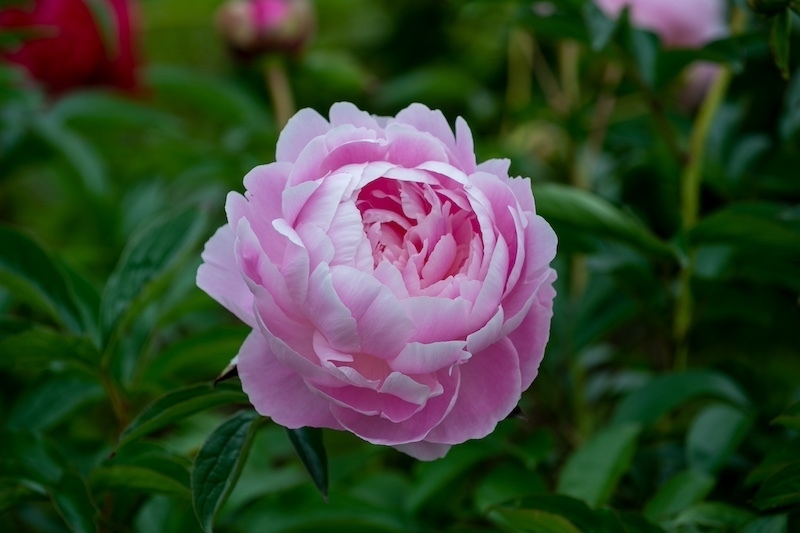 プリンセスマーガレット