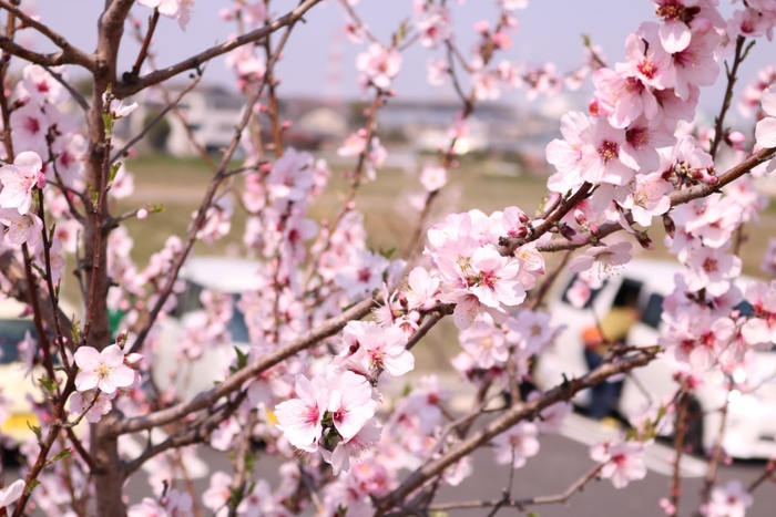 アーモンドの花2