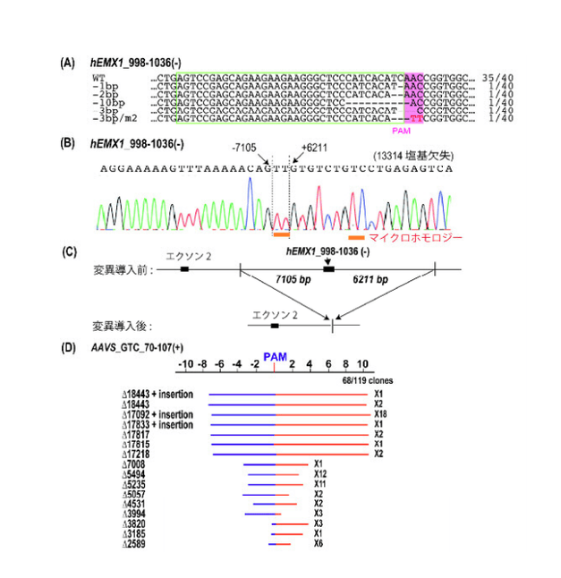 図3.TiDを用いたヒト細胞でのゲノム編集。