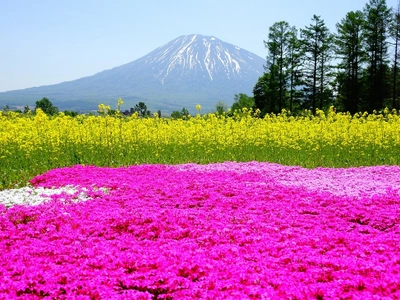 ＜北海道ニセコ＞　 「三島さんの芝ざくら庭園」の開花情報を更新するページを公開！