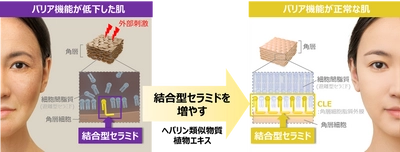 肌のバリア機能に重要な結合型セラミドを増やす成分を発見