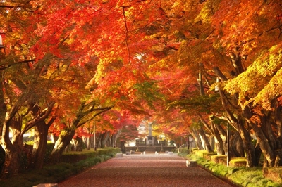 大山参道の紅葉