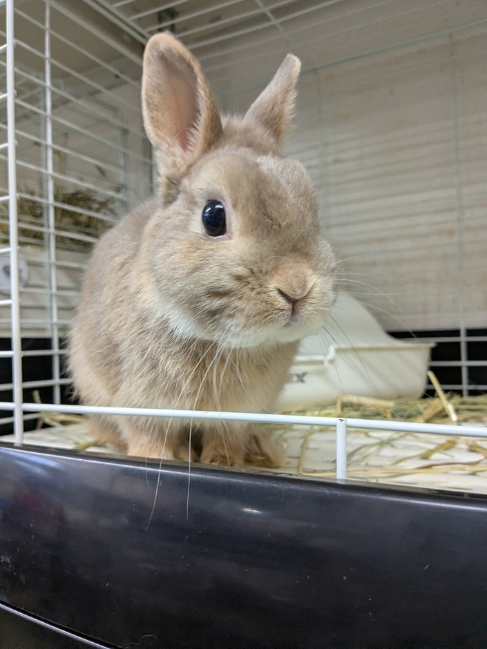 保護うさぎさん