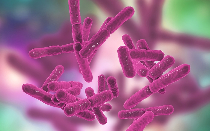 腸内細菌叢イメージ