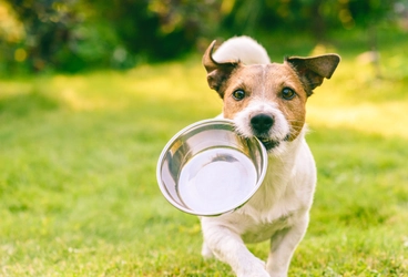 愛犬の食べ物として口に入れると危険な植物って知っていますか？