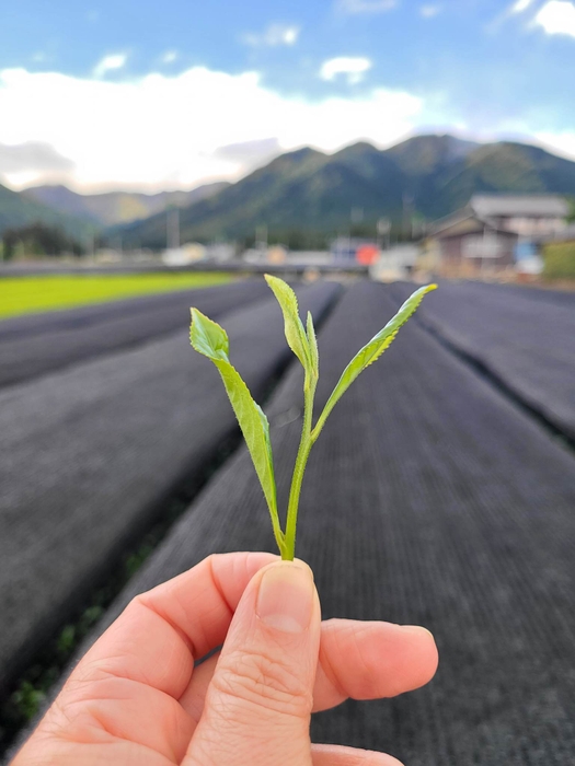 かぶせ茶の収穫時期が4月下旬から5月上旬まで、新茶のシーズンにかき氷が堪能できます。