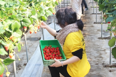 「鈴木いちご農園」にて2