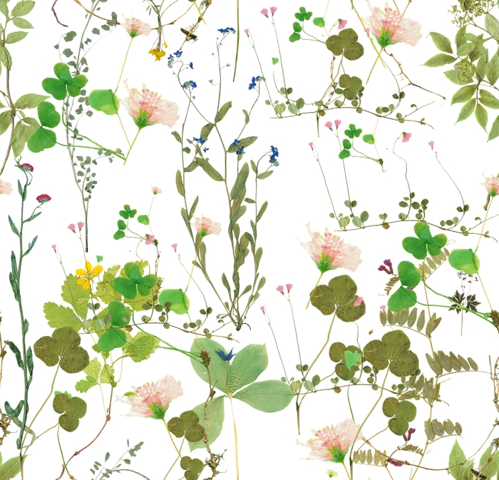 懐かしい押し花をイメージした人気柄 Herbarium