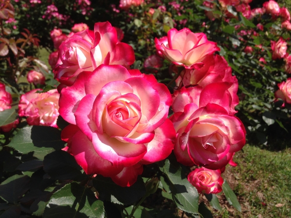 ジュビレ・デュ・プリンス・ドゥ・モナコ