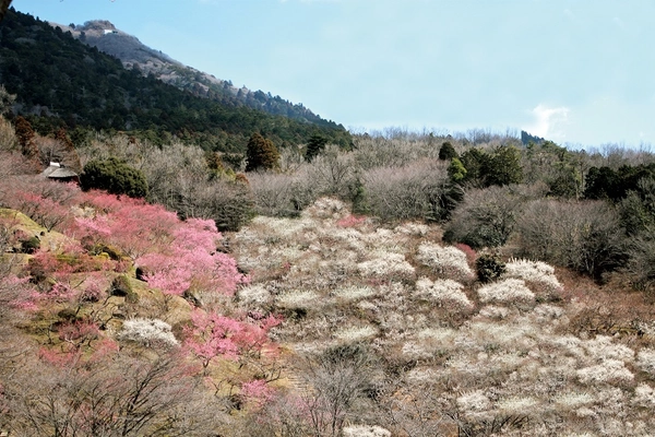 約1,000本もの梅が咲き誇る「第50回筑波山梅まつり」 2月18日(土)～3月19日(日)に開催