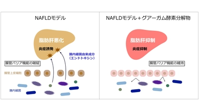 グアーガム酵素分解物は 腸肝軸を介して脂肪性肝疾患の進行を抑制　 ～脂肪性肝疾患モデルマウスに対する効果を発表～