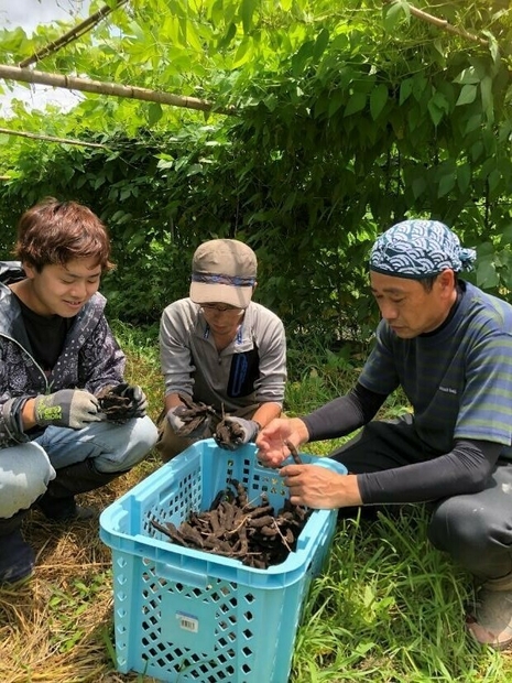 ムクナ豆の収穫と作業風景
