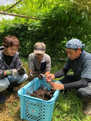 ムクナ豆の収穫と作業風景